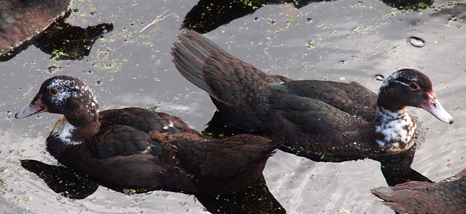 [Both ducklings are in the water. The one facing right has a white and black speckled neck and a mostly black head with a white stripe going from the eye to the back of the head. Its tail feathers are several inches long. The duckling facing the left has tail father which are not even an inch long. Its neck is more a solid white while its head has much more white intermingled with the dark feathers than the other bird has.]